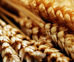 зерно в Ивантеевке