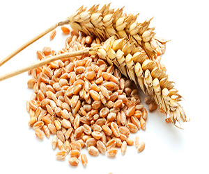 зерно в Ивантеевке