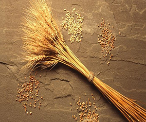 зерно в Ивантеевке