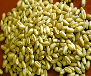 зерно в Ивантеевке