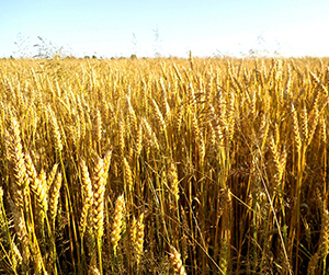 зерно в Ивантеевке