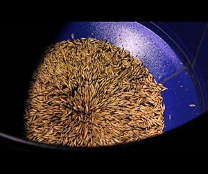 Заготовка плющего зерна в Ивантевке