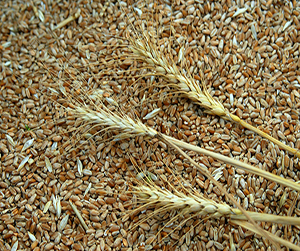 зерно в Ивантеевке