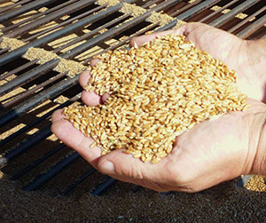 фуражное зерно