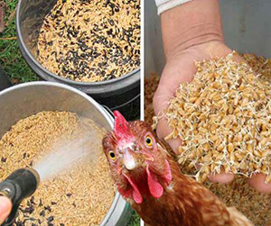 зерновые культуры для кур несушек