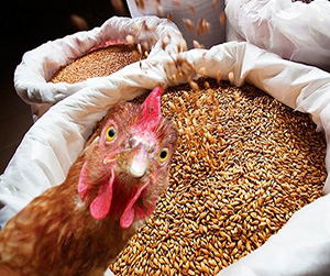 пищевой концентрат для птицы