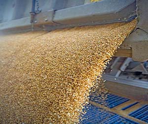 зерно в Мытищах