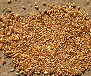 зерно в Мытищах