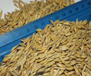 зерно в Мытищах