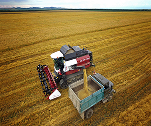 Аграрный сектор в Мытищах – зерновые культуры