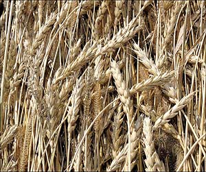 Зерно в Мытищах