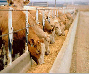 Состав и свойства злаковых кормов в Мытищах