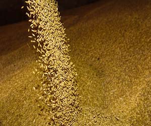зерно в Мытищах