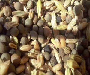 зерно в Мытищах