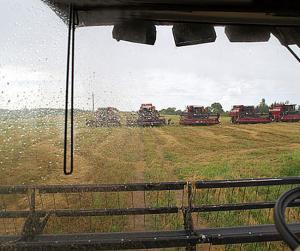 Сбор зерна в Мытищах