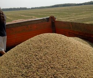 зерно в Мытищах