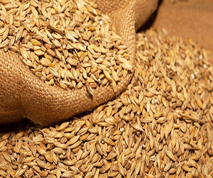 Зерно в Пушкино