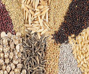 зерно в Пушкино