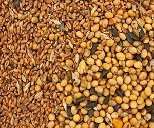 зерно в Пушкино