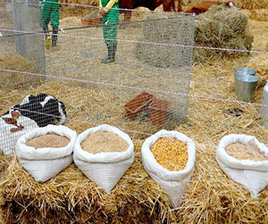 Откорм зерновыми смесями с/х животных в Пушкино
