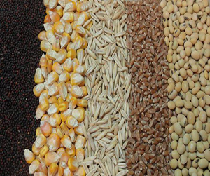 зерно в Сергиевом Посаде