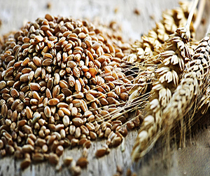 Зерно в Щелково