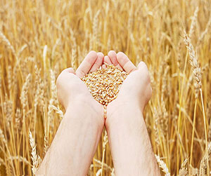 зерно в Щелково