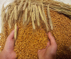 зерно в Щелково