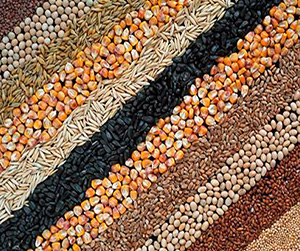 зерно в Щелково