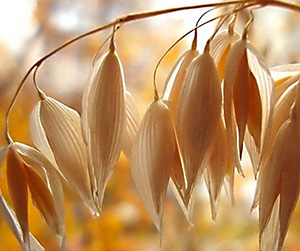 Оценка качества овса в Щелково