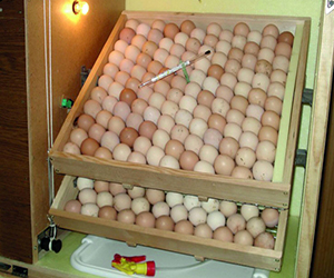Нюансы выведения цыплят в инкубаторе