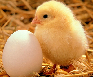 Нюансы выведения цыплят в инкубаторе