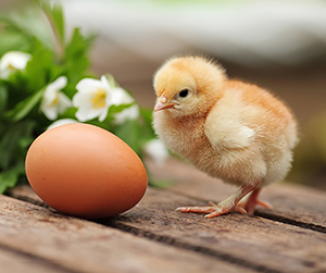 корм для крс