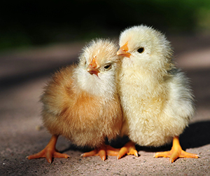 пищевые смеси для скота