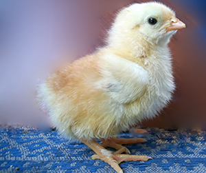 питание крупного рогатого скота