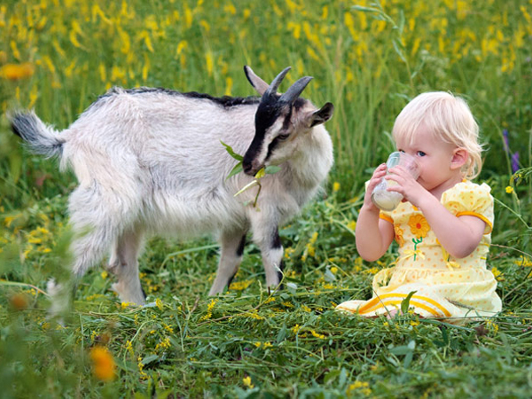 Молоко козье